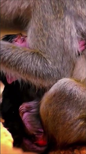 Cute Baby Animal Goes Viral With Sweet Movements ❤️ #monkey #animallife