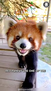 288K views · 10K reactions | Red Panda  Dangerously Cute and Fierce! #redpanda #redpandas #redpandacub #redpandafam #redpandasofinstagram #redpandalove #redpandalovers #redpanda_nippon #redpandasforlife #cuteanimals | 1 Minute Animals | Facebook