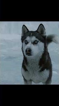 Dog vs Seal—Battle for Survival! 🐕🆚🦭