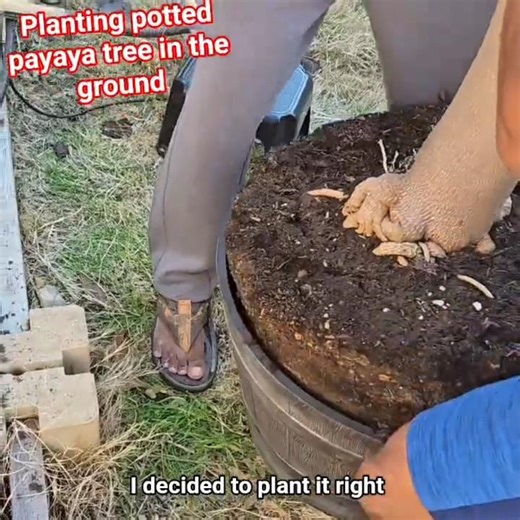 Transferring my potted papaya tree in the ground/ How to Transplant a Papaya Tree from Pot to Ground