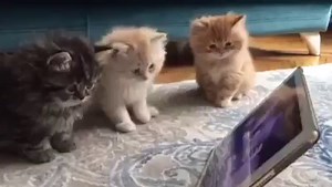 32K views · 474 reactions | Des bébé chatons qui aiment regarder la télé! | Animaux Mignons | Facebook