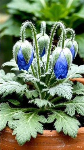 Himalayan Blue Poppy Growth ASMR 🌸 | Relaxing AI Flower Time-Lapse