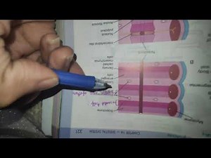 Development of Vertebral column || embryology. ( easiest explaination.)