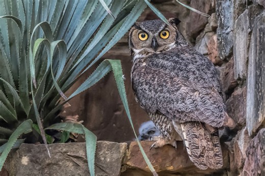 Athena the Owl named Austin’s official owl ambassador