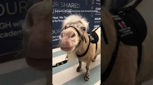 Mini Therapy Horses Spread Joy: 2024 Year in Review