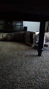 271K views · 950 reactions | Little pit getting the big pit Inbox us your best video Sent by fans | Pit Bull Lovers | Facebook