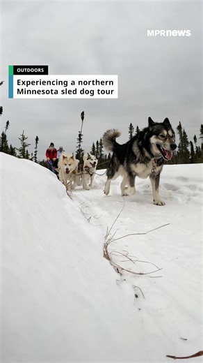 MPR News meteorologist Mandy Thalhuber went on a dog sled tour with Wintergreen Dogsled Lodge in Ely, Minnesota. The tour is powered by a team of eager Canadian Inuit dogs and is part of Minnesota Zoo’s Travel EdVenture series. The series offers experiences that connect people with animals, ecosystems and conservation efforts across the country and around the world. The dog sled tour is part of the three-day wild wolf program that takes place in early February. Story and video by Mandy Thalhuber