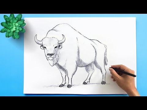 American Bison Drawing | How to draw the national mammal of United States - American Bison