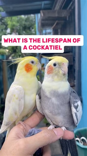 Lifespan of a healthy cockatiel #cockatiellover | Esperedion Rada