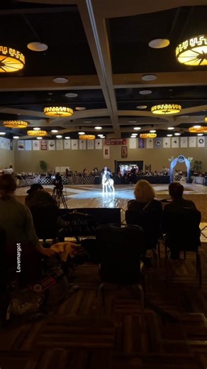 Introducing Champion Four D’s Mr Bull, 'Bull,' a magnificent male harlequin Great Dane with stunning markings, proudly owned and bred by Donald and Dy Westmeyer, and expertly handled by Donald Westmeyer at the Great Dane National 2024 in Wisconsin. 🏆 Bull embodies the power and grace of his breed. Amidst an exhilarating atmosphere - with vibrant lights, dynamic music, and the energy of an enthusiastic crowd, Bull's commanding presence and composed demeanor truly stand out. His performance showc