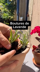 Boutures de lavande Juin c est la période idéale pour faire vos boutures. On prélève une jeune pousse de l’année de 10/15 cm. Très facile à faire et très bon taux de réussite. En ce moment vous pouvez aussi faire vos boutures d’Hortensia, jasmin, laurier, lilas …. Vous faites vos boutures ? #lavande #bouture #jardin #tuto | jardinbiobzh