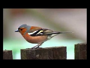common chaffinch (Fringilla coelebs) sound / صوت الصلنج