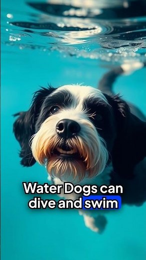 incredible water rescue dogs newfoundlands portuguese water dogs