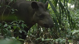 Tapir, Anteater, Animal. Free Stock Video