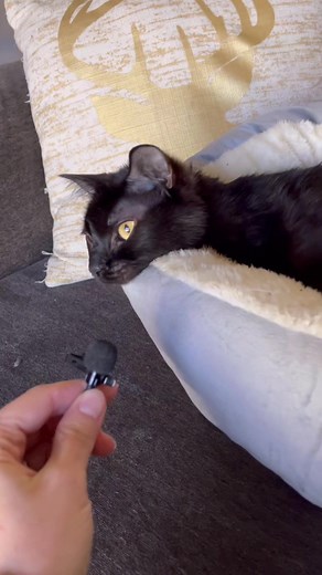 I think he needs to be in the Guinness World Records for the first bite! 😳 #fyp #catsoftiktok #guinessworldrecords #asmr | Willy Wonky & Charlie Bear