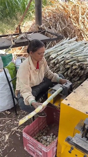 Sugarcane Farming in India! 🚜 #shorts #agriculture
