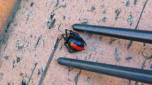 身近なセアカゴケグモを捕まえて食べてみた衝撃の結果