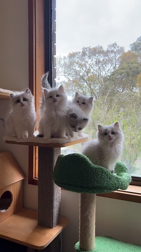2.3K reactions · 72 shares | The 5 gorgeous ragdoll kittens in Tiny’s litter 懶 #kitten #instakitty #meow #kittenlove #fluffykitten #ragdollkitten #kittens_of_world #kitties #kittenlovers #kittensofinstagram #kittenlife #cutekitten #ragdoll #ragdollworld #ragdolllove #ragdollcattery #ragdollcatlovers #bluebicolorragdoll #ragdolloftheday #bluebicolor #bicolorragdoll #ragdollbreeder #ragdollsofaustralia #bicolourragdoll #bicolourkitten | Ring of Fire Ragdolls | Facebook
