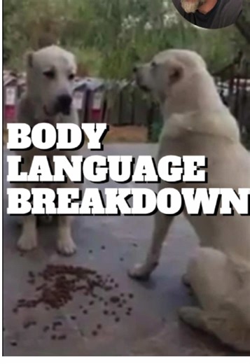 Decode Your Dog's Body Language