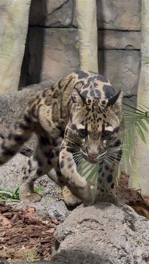 🎉 Now open @lovelandlivingplanet in Draper, Utah! Explore the Sam & Aline Skaggs Science Learning Center, indoor cloud forest, and all your favorite exhibits. Celebrate the grand opening Friday, February 20, 11:00 a.m.–6:00 p.m. Explore the new indoor cloud forest habitat, watch special animal enrichment, and enter giveaways. The new expansion opens to the public at 11:00 a.m. following a private ribbon-cutting ceremony. 📍12033 Lone Peak Pkwy, Draper, UT #lovelandlivingplanetaquarium #thingsto