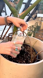 Do you have a fungus gnat infestation? 🤢 If you do, this cheeky treatment could help rid your plants of those pesky bugs. Nematodes are microscopic worms that attack gnat larvae, preventing an infestation. Making sure your plants soil is moist first, mix the Nematodes in water and then pour some over your plants soil. This is a great chemical-free way to treat fungus gnats 🪰 🌱 🌿 🌺 | Patch plants