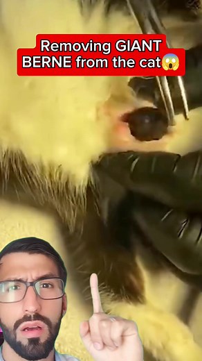 #veterinary #parasite #botflylarvae #botflymaggot #botflylarvae #cyst #viral #botflyremoval #botfly