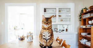 Avoir un chat, combien ça coûte ?