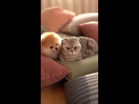 SoftFluxy Live Stream 1