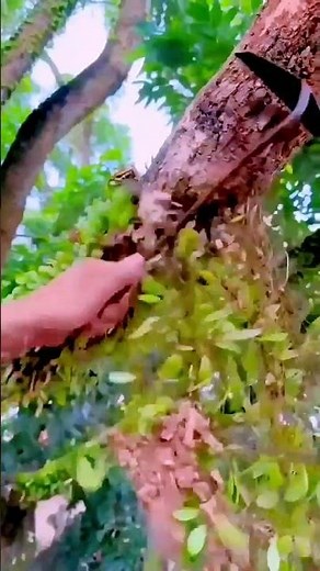 Clean vines from tree branches