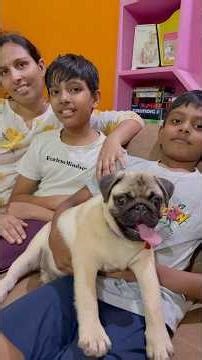 Family vlog with my cute pug dog part 2