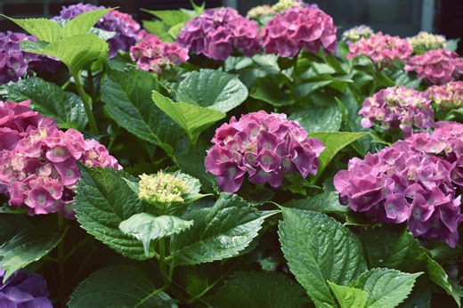 How to Deadhead Hydrangeas