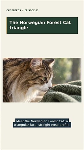 The Norwegian Forest Cat Triangle