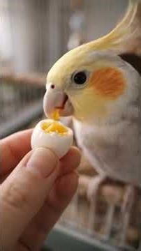 Bird Sat on Eggs for Days / But They Never Hatch 💔 | Cockatiel Story