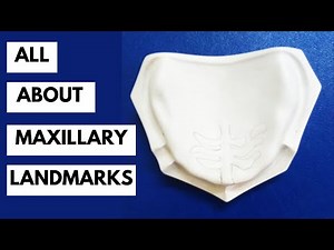 Mastering Anatomical Landmarks of Maxilla in Depth! All You Need To Know