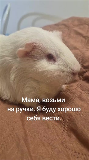 Understanding Guinea Pig Behavior and Communication