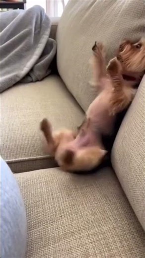 Bro is little angry🐶😹📱 #funny #viral #adorably #cute #animals #pets #dog #angry #ragebait #shorts