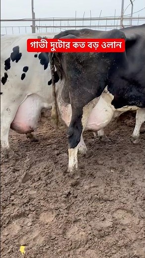How big are the udders of the two cows 🐄🐄 #milk #cows #shorts #shortvideo #youtubeshorts