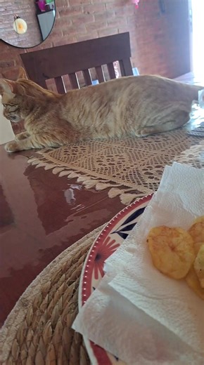 Videos de rao (@rao35.17) con “El es rebelde - user61329359340”