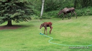 Baby Moose does baseball slide through sprinkler
