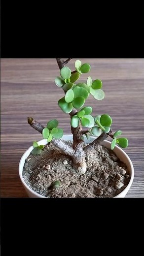 How To Make Jade Bonsai - Bonsai For Beginners #jadebonsai #bonsai #gardening