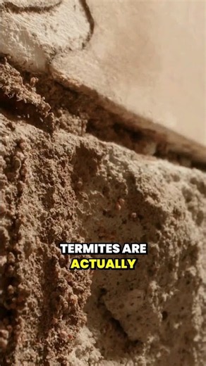 How Do I Know if I Have Termites?