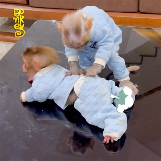 Monkey Mon's Unbelievable Way To Handle When Monkey Kaka Poop | Baby Monkey TV3