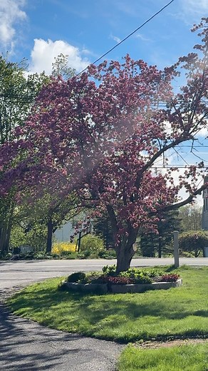 I wish my pink trees would last all summer. 🌸🩷 Spring is here, and while New Hampshire is bursting with pink blooms, I know not everyone’s neighborhood is graced with these beauties. 🌸But whether it’s budding flowers, fresh greenery, or just longer days filled with sunshine, I’m loving how spring breathes new life into everything. How are you embracing the season where you are?🌸🌸 #pinktrees #appleblossoms #keenenh | Peg Fitzpatrick