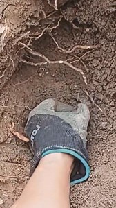 13K views · 97 reactions | Very lucky to find GOLD with just a metal detector. | GO finder | Facebook