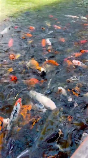 Colorful Fish in Pond 🐠✨ | Calm & Relaxing #travel #naturelovers #travelvlog