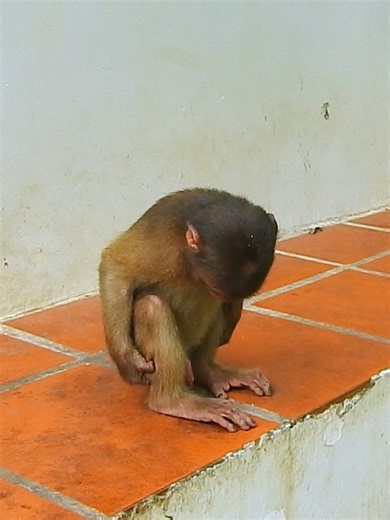 What Balloo is doing? Poo poo?? #littlemonkey #cutemonkey #smartmonkey #lifeofmonkey #smallmonkey #reelitfeelit #reelmonkey #adorable #monkeyvideo #babymonkey | Monkey Love99