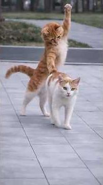 Cats Being Silly For 2 Minutes Straight