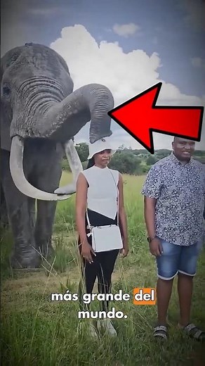 Este es el animal terrestre más grande del mundo 🐘😳
