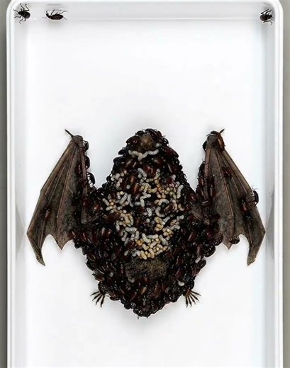 Bat Decomposition Stages #timelapse #decomposition #bad