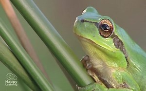 【科普】什么是两栖动物 Amphibians Educational Video for Kids（生肉）